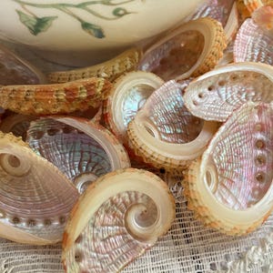 May include: A collection of iridescent abalone shells featuring a smooth, pearlescent interior with swirling pink, green, and blue hues. The outer edges are textured and tan, showcasing the natural spiral structure and small breathing holes.