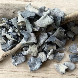 May include: A collection of small, irregular, porous fragments of grey and white coral pieces scattered alongside two pieces of weathered driftwood. The coral shards feature a distinct speckled texture with tiny dark dots across their surfaces.