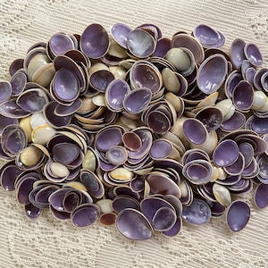 Cut Purple Cowrie Shells for Jewelry Making, Craft Supply, Sailor Valentines, Detailed Shell Work