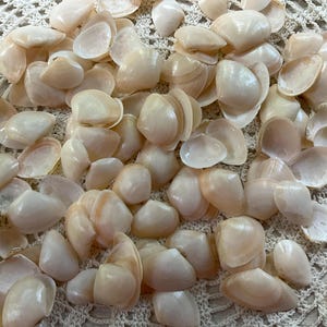 May include: A collection of small, smooth, off-white and pale beige bivalve seashells. The shells are scattered in a dense cluster, displaying a glossy, pearlescent finish with curved, rounded edges and a delicate, thin, and translucent appearance.