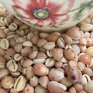 May include: A large collection of small, smooth, light pink and tan cowrie shells piled together. Partially visible at the top is the base of a white ceramic bowl decorated with a large, painted pink flower featuring green leaves and a dark center.