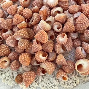 May include: A large collection of small, conical sea shells with a textured, bumpy surface. The shells are primarily shades of light brown, tan, and peach, featuring spiral openings and pointed tips, arranged in a dense, overlapping cluster.
