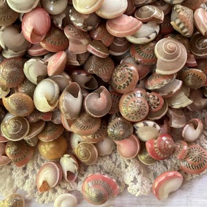 May include: A large collection of small, spiraled seashells in various shades of pink, brown, cream, and white. The shells feature intricate, natural patterns including stripes, swirls, and solid colors, with many displaying a smooth, polished texture.