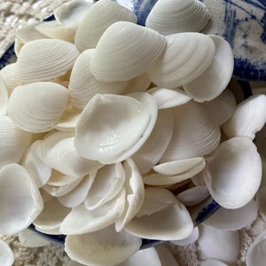 May include: A large collection of small, smooth, white bivalve seashells piled together. The shells feature delicate, concentric ridges and a glossy finish, with some shells showing their concave interiors and others displaying their convex outer surfaces.