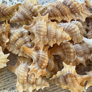 May include: A collection of numerous light brown and cream-colored murex seashells, each featuring a spiral shape with distinct ridges, pointed spines, and a textured surface, arranged in a dense cluster with their openings facing downward.