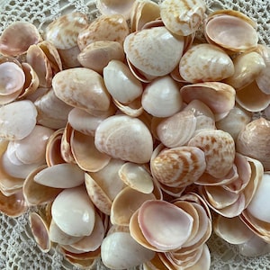 Natural Cockle Shells For Craft Seashells For Beach Decor  Mirrors Arts & Crafts