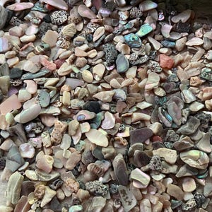 Tumbled Abalone Seashell Chips for Arts & Crafts Resin And Inlay Work (1 oz Pack)