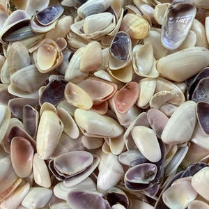 May include: A collection of small, smooth bivalve seashells in a variety of natural colors including white, cream, beige, soft pink, and deep purple. The shells are scattered together, showing both the exterior surfaces and the hollow interiors.