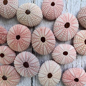 May include: A collection of pale pink sea urchin shells, each featuring a circular opening at the center and a radial pattern of small, raised bumps across the exterior surface. The shells vary slightly in size and shade, displaying a natural texture.