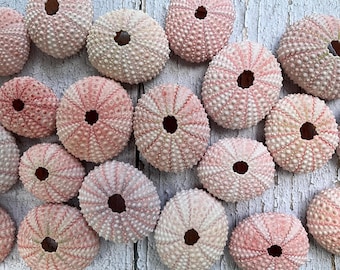 May include: A collection of pale pink sea urchin shells, each featuring a circular opening at the center and a radial pattern of small, raised bumps across the exterior surface. The shells vary slightly in size and shade, displaying a natural texture.