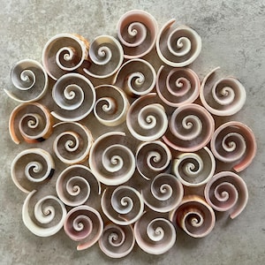 Cut Strombus Swirl Shells for Crafts, Mirrors, Wreaths, Ornaments, Boxes
