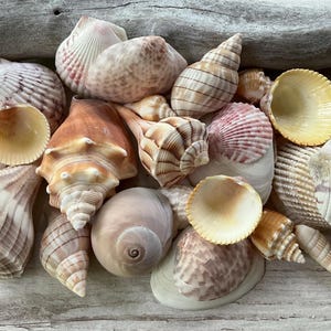 May include: A collection of various seashells in shades of tan, brown, cream, and pink. The assortment includes spiral-shaped shells, bivalves with ridged textures, and smooth, rounded shells, all displayed together in a dense, overlapping arrangement.