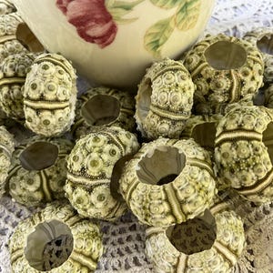 May include: A collection of pale green and cream-colored sea urchin shells, each featuring a hollow center and a textured, radial pattern of small bumps and ridges. The shells are arranged in a cluster around the base of a floral ceramic bowl.