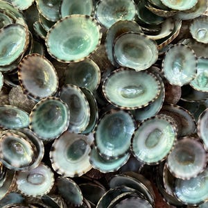 May include: A collection of numerous small, oval-shaped ceramic bowls featuring a glossy, light mint green glaze on the interior and a dark, speckled brown rim. Each bowl has a smooth, concave surface and a uniform, rounded edge design.