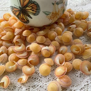 May include: A white ceramic bowl decorated with a butterfly and floral pattern, filled with a collection of small, spiral-shaped, light orange and tan seashells. The shells are scattered across the surface, displaying smooth, curved, and conical forms.