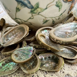 May include: A collection of small, oval-shaped abalone shells featuring iridescent, pearlescent interiors with swirling hues of green, blue, and pink. The shells have smooth, polished surfaces and are arranged in a pile, showcasing their natural luster.