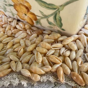 May include: A large collection of small, smooth, cream-colored cowrie shells scattered across a textured fabric surface, positioned in front of a ceramic container decorated with a painted pattern of yellow flowers and green leaves.