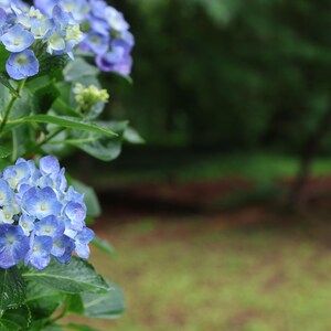 Botanische Texturen von blauen Hortensien und Stechpalmen, SOOC-Fotohintergrundpaket für digitales Design