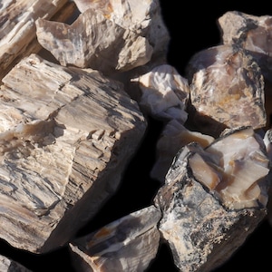 May include: A collection of petrified wood specimens featuring a mix of beige, tan, and dark brown tones. The stones display visible wood grain textures, layered patterns, and smooth, glossy surfaces where the mineralised structure is exposed.