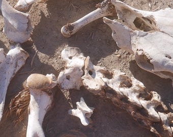 May include: A collection of weathered, off-white animal bones scattered on the ground. The set includes a large skull fragment, a pelvic bone, a long femur, and several vertebrae, all showing natural textures and signs of sun-bleaching.
