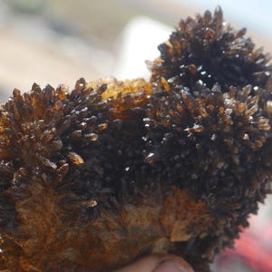 May include: A cluster of dark brown, translucent, needle-like crystals forming two distinct rounded mounds on a textured, amber-coloured base. The mineral specimen features numerous sharp, pointed terminations that catch the light, creating a deep, multi-faceted appearance across the entire surface of the formation.