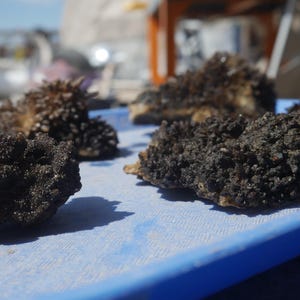 May include: Several clusters of dark, textured, granular mineral specimens are arranged on a flat, light blue surface. Each specimen features a dense, uneven surface covered in small, dark, crystalline-like protrusions with a matte finish.