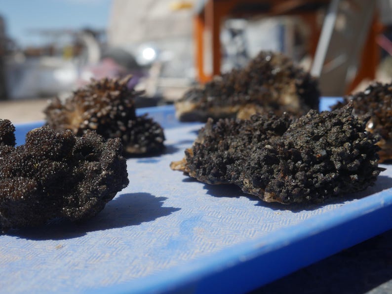 May include: Several clusters of dark, textured, granular mineral specimens are arranged on a flat, light blue surface. Each specimen features a dense, uneven surface covered in small, dark, crystalline-like protrusions with a matte finish.