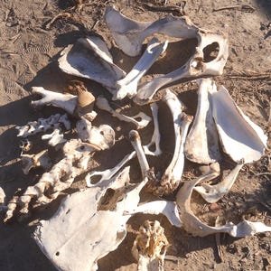 May include: A collection of various off-white animal bones scattered across a dirt surface. The assortment includes a large pelvic bone, several vertebrae, long limb bones, and fragments of a skull, all showing natural textures and shapes.