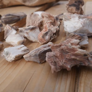 May include: A collection of small, irregular pieces of petrified wood featuring a mix of earthy brown, tan, and creamy white tones. Each fragment displays distinct, layered grain patterns and a smooth, stone-like texture with jagged edges.
