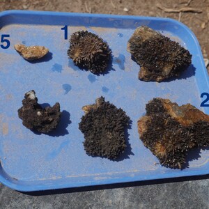 May include: A light blue rectangular plastic tray containing five dark brown, textured mineral specimens. The specimens are labelled with the blue numbers 1, 2, and 5. The rocks feature crystalline structures and are arranged on the tray surface.