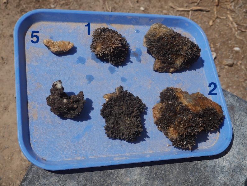 May include: A light blue rectangular plastic tray containing five dark brown, textured mineral specimens. The specimens are labelled with the blue numbers 1, 2, and 5. The rocks feature crystalline structures and are arranged on the tray surface.