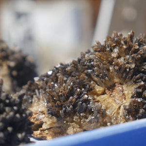 May include: A cluster of dark brown, needle-like crystals forming a dense, textured formation. The mineral specimen features sharp, pointed crystalline structures that appear deep brown to black in colour, set against a lighter, tan-coloured base.