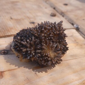 May include: A cluster of dark brown, needle-like mineral crystals forming a dense, spiky formation. The specimen features numerous sharp, elongated points radiating outward from a central base, displaying a deep, earthy, and translucent coloration.