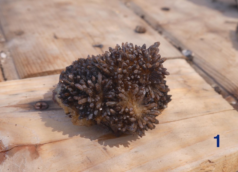 May include: A cluster of dark brown, needle-like mineral crystals forming a dense, spiky formation. The specimen features numerous sharp, elongated points radiating outward from a central base, displaying a deep, earthy, and translucent coloration.