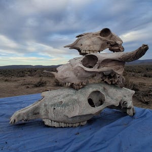 May include: A stack of three weathered, off-white animal skulls arranged vertically. The largest skull is at the base, with a medium-sized skull in the middle and a smaller skull on top. Each skull features visible eye sockets and teeth.