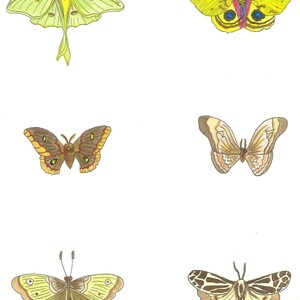 May include: Watercolor illustration of six moths in various colors. The moths include shades of green, yellow, brown, and cream, with detailed wing patterns. The artwork is set against a white background.