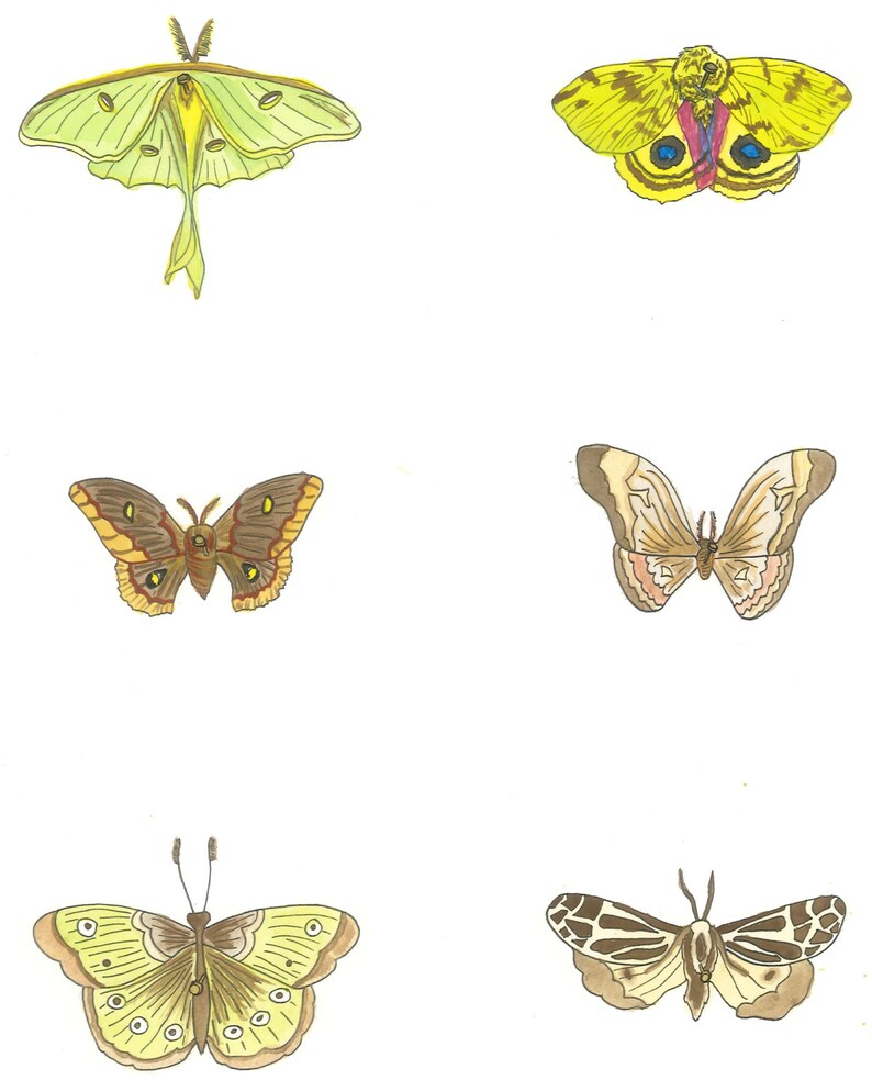 May include: Watercolor illustration of six moths in various colors. The moths include shades of green, yellow, brown, and cream, with detailed wing patterns. The artwork is set against a white background.