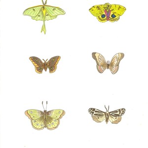 May include: Watercolor illustration of six colorful moths on a white background. The moths vary in color, including green, yellow, brown, and cream, with detailed wing patterns. The artwork is a botanical study.