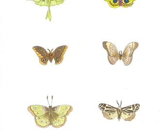 Moths - original ink and watercolor drawing, painting, illustration