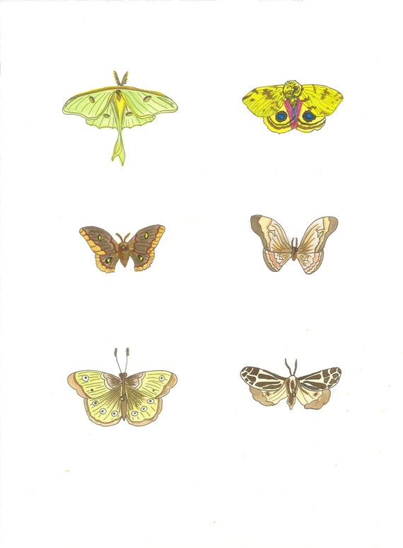 Moths - original ink and watercolor drawing, painting, illustration
