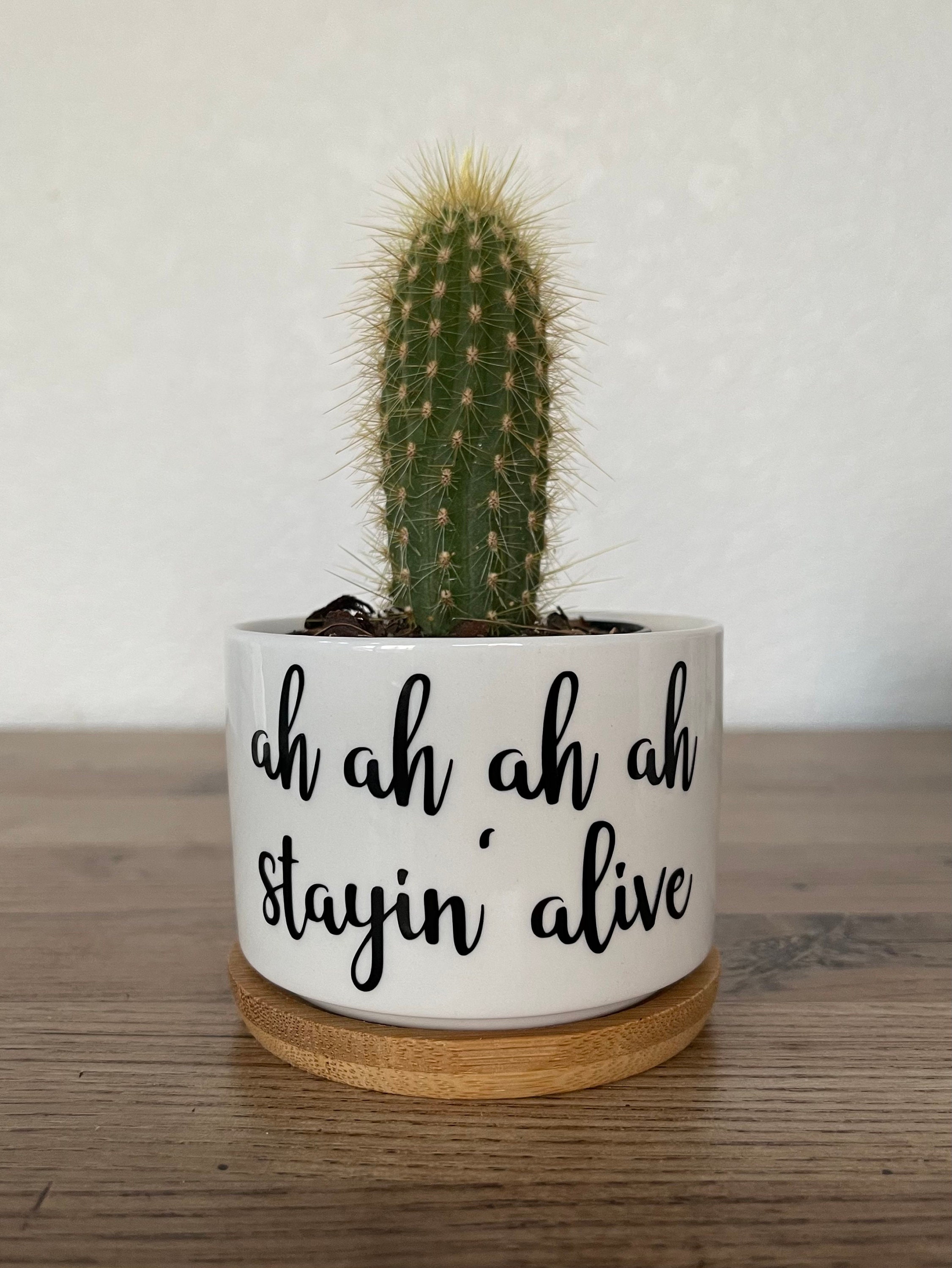 Funny Succulent Pots | Small White Ceramic Pot W Bamboo Tray | Plant ...