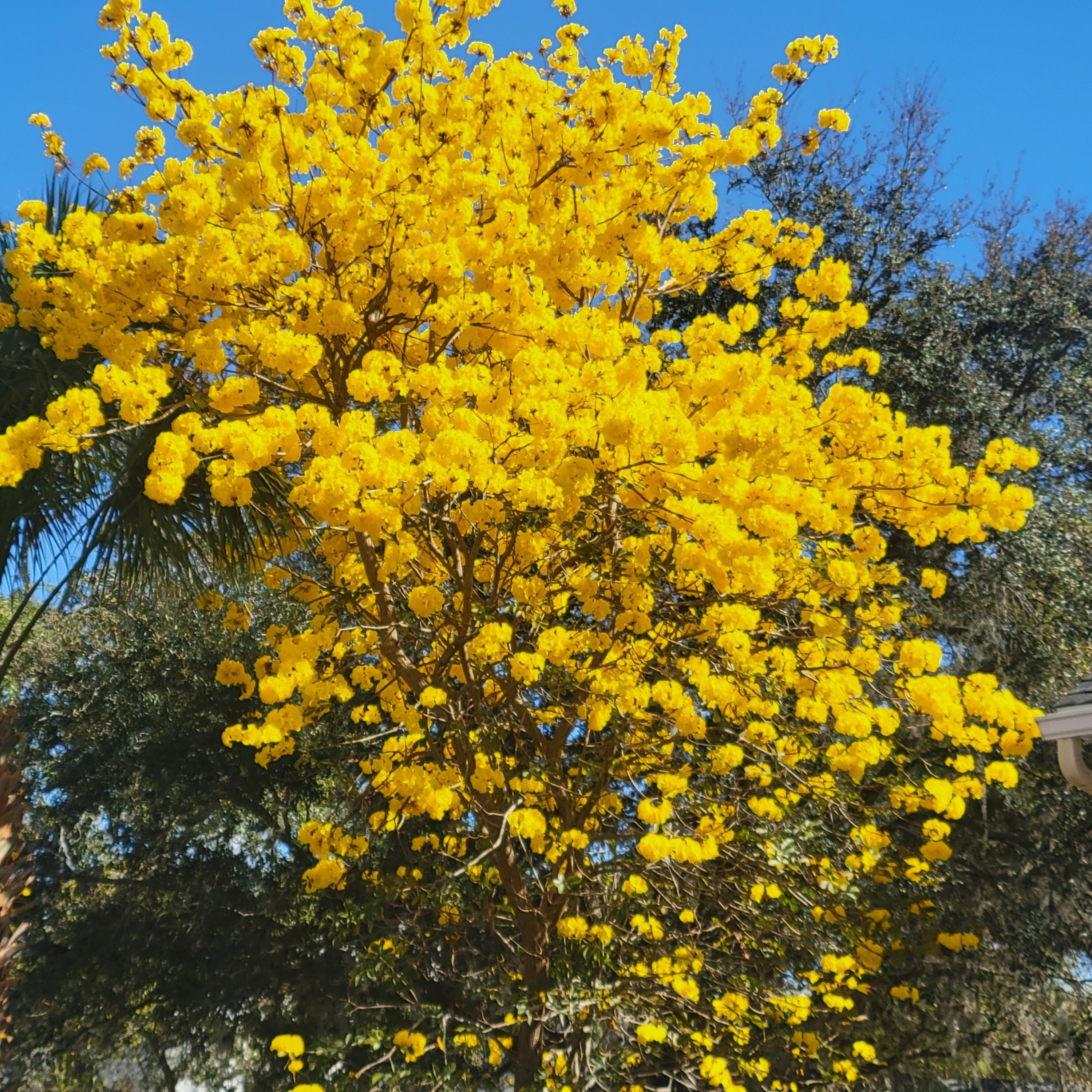 Yellow tabebuia tree - Etsy 日本