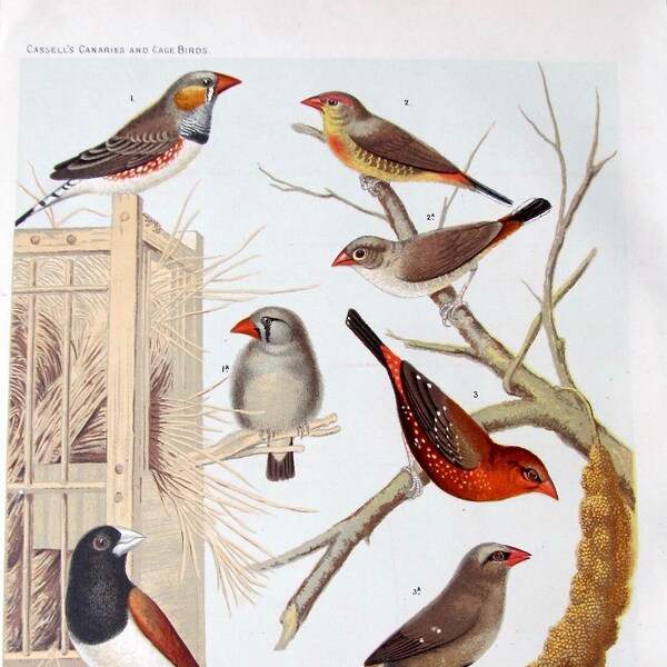 Finches! c.1870, 3 Antique Chromolithographs, Cassell's Canaries/Cage Birds, Rutledge, Vincent Brooks Day & Co, Lithographers/Queen Victoria