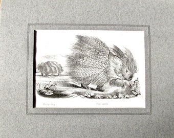 Hedgehog, Porcupine, Antique Lithograph, c.1855, Black/White, Acid-Free Mat/Backing, Decorated Mat. Ready to Frame