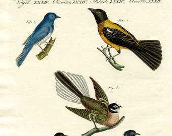 Perching Birds, Copperplate Engraving, Stunning and Beautiful, Antique, Hand Colored, c.1820, Superb Condition