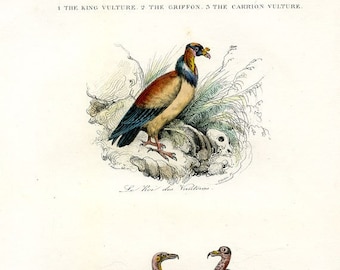 VULTURES! King Vulture, Carrion Vulture, Griffon, 1841 Hand Colored, Additional Free Vulture Antique Lithograph Included