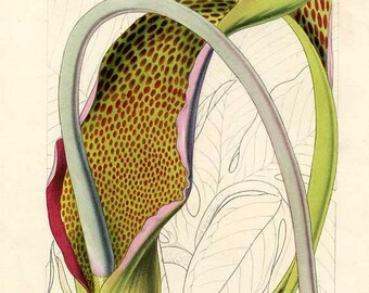 Antique Botanical, Hand Colored Lithograph, WILD DRAMA! 1850,  Moss Green, Magenta, Pink, Sauromatum Guttatum Schott, Horto Van Houtteano