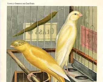 Canaries! Manchester, Lancashire, Coppies, Antique, Cassell's Canaries, Caged Birds, c.1880, Chromolithograph, Glorious Condition and Color