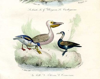 Pelican, Cormorant, Goosander, Loon, Grebe, Hand Colored, Birds, c.1840, Antique French, Detailed Engraving, Adams and Beaupré