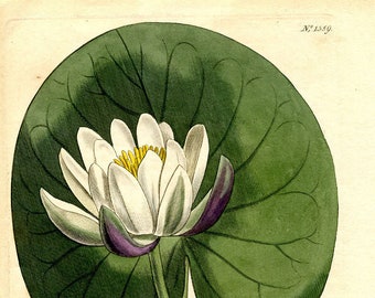 Water Lily, 1811, Absolutely Gorgeous, Antique, Hand Colored, Engraving, Curtis Botanical, Sydenham Edwards